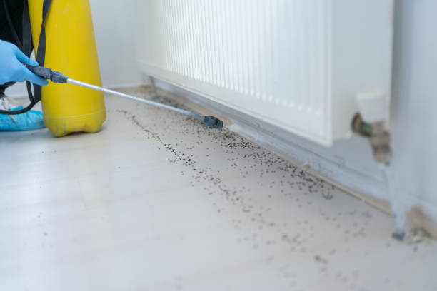Professional Pest Control in Grandy, NC